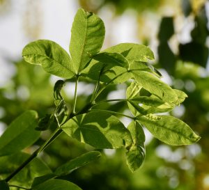 Unusual or exotic trees - Laburnum (Laburnum anagyroides).