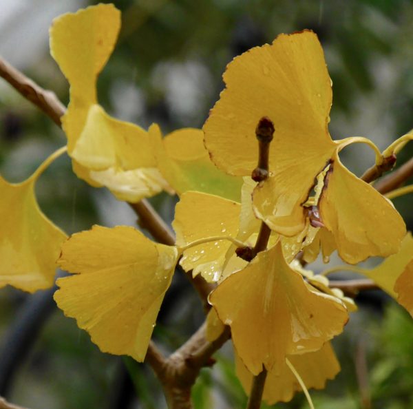 Autumnal leaves of Ginkgo biloba