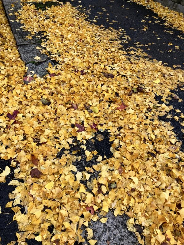 Leaves shed from a single tree