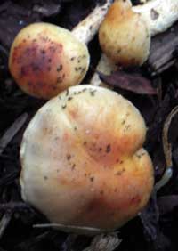 Fungi, mycorrhizae, truffles