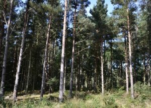 conifer woodland