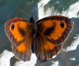 Butterflies and winter temperatures