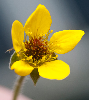 geum-flower