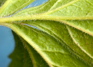 geum-hairs