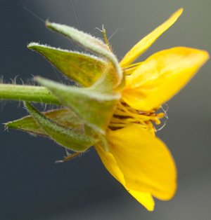 geum-side-view