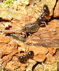 The Giant Oak Aphid