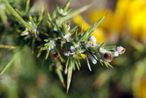 gorse-spines