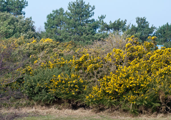 gorse-thicket