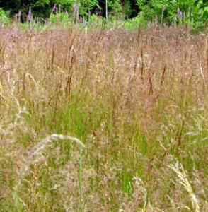 Phytoliths, metals and phytoremediation.