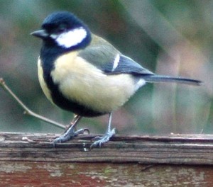 great tit