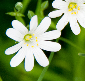 greater-stitchwort