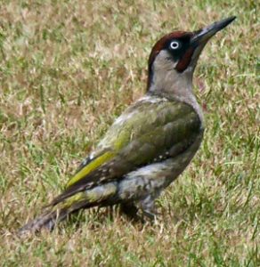 Big Garden Birdwatch 2019