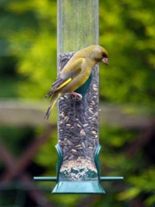 Greenfinches