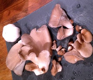 The Monthly Mushroom: Oyster Mushrooms (Pleurotus ostreatus)