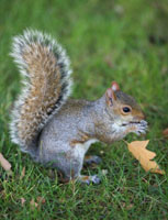 How did the grey squirrel arrive in the UK?