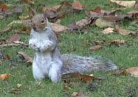 Grey Squirrel Damage - a video presentation with Julian Evans