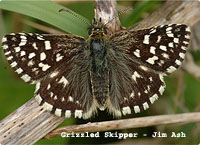 Woodland Butterflies