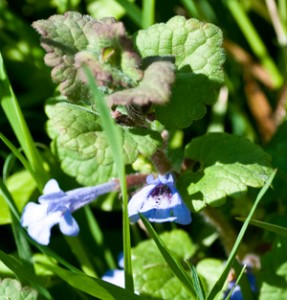 Ground Ivy or Alehoof