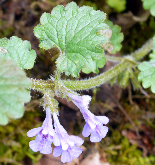 ground ivy