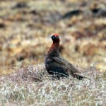 grouse