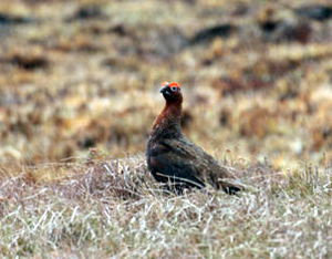 Moorland fires and grouse