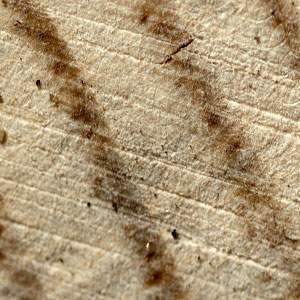 Woody tissues : bark