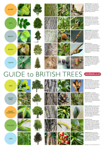 Uk Tree Bark Identification Chart