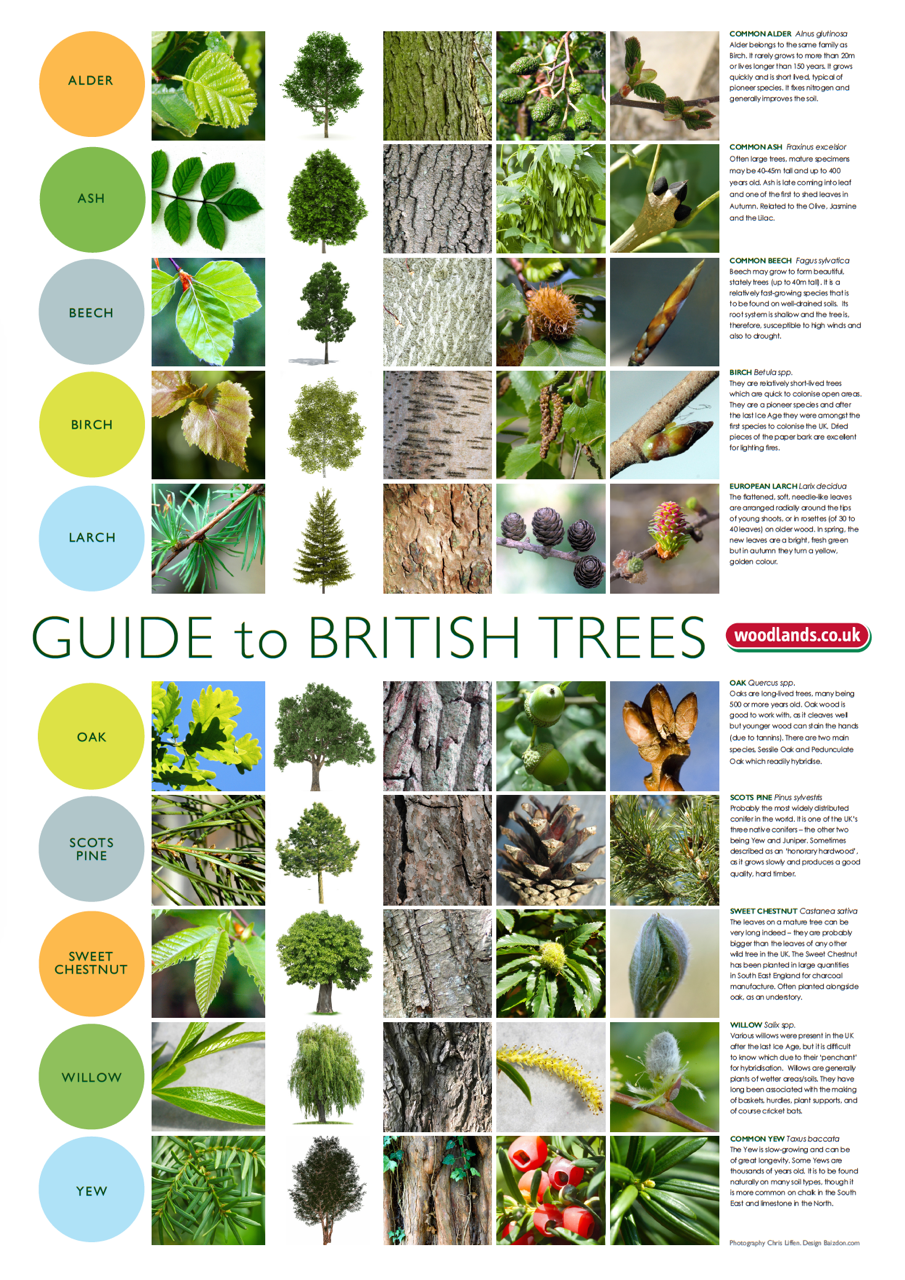 Free posters woodlands co uk