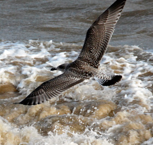 gull-over-sea