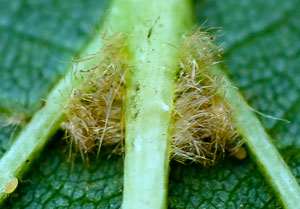 hairs-on-common-lime