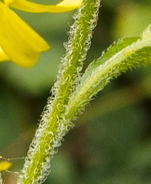 hairs-stem-GR