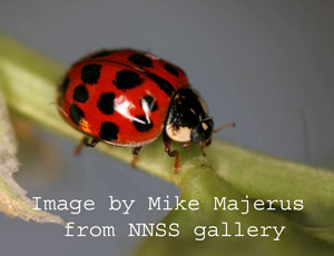 Warfare amongst the ladybirds.