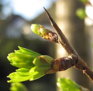 Nature Reserves and Wildlife Trusts.  