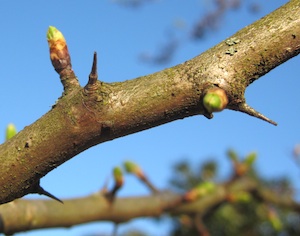 Hedges and Hedgerows