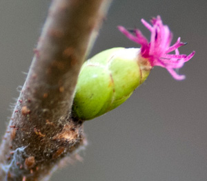 female flower with style / stigma protruding