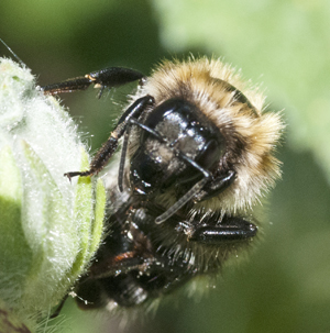 Some of our bumblebees