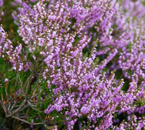 Medicine for bumblebees