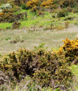 Heathlands