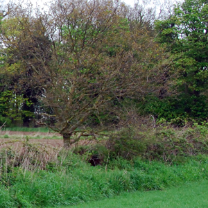 hedgerow-in-field