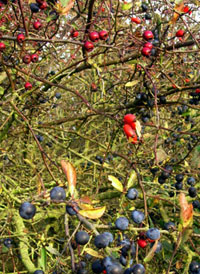 Hedges, hedgerows ......