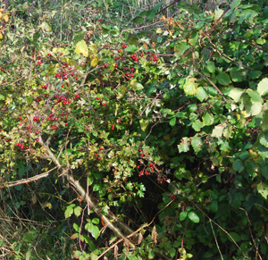 British hedges ( in woodlands, gardens and farms)