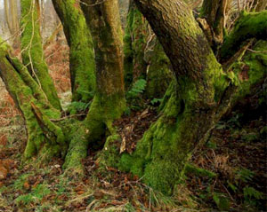 Moss Mites in woodlands.