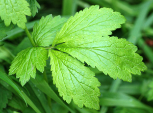 herb-bennett-leaf