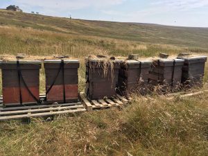 hives-on-the-moor