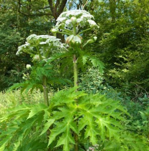 The Giant Hogweed - a losing battle?