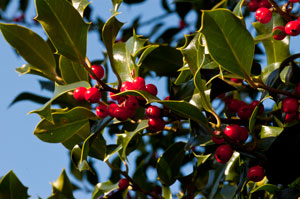 Holly - a really useful tree