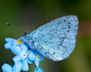 Butterfly numbers - summer 2013