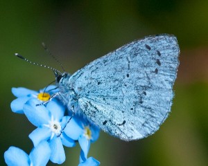 Butterfly numbers - summer 2013