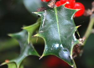 Holly – a fodder crop!