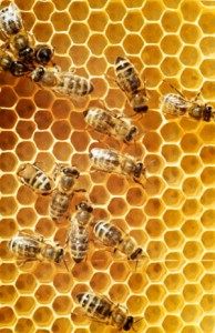 Threats to the Honeybee